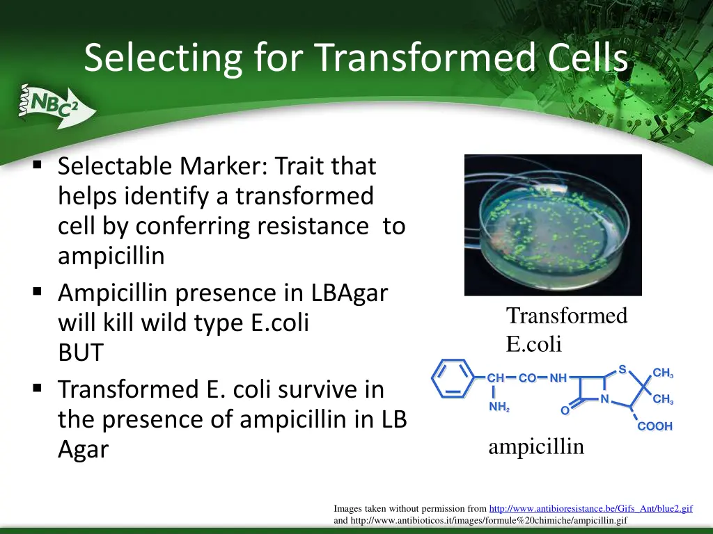 selecting for transformed cells