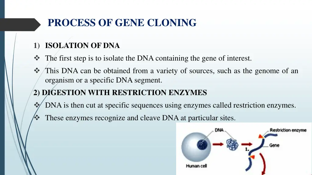 process of gene cloning