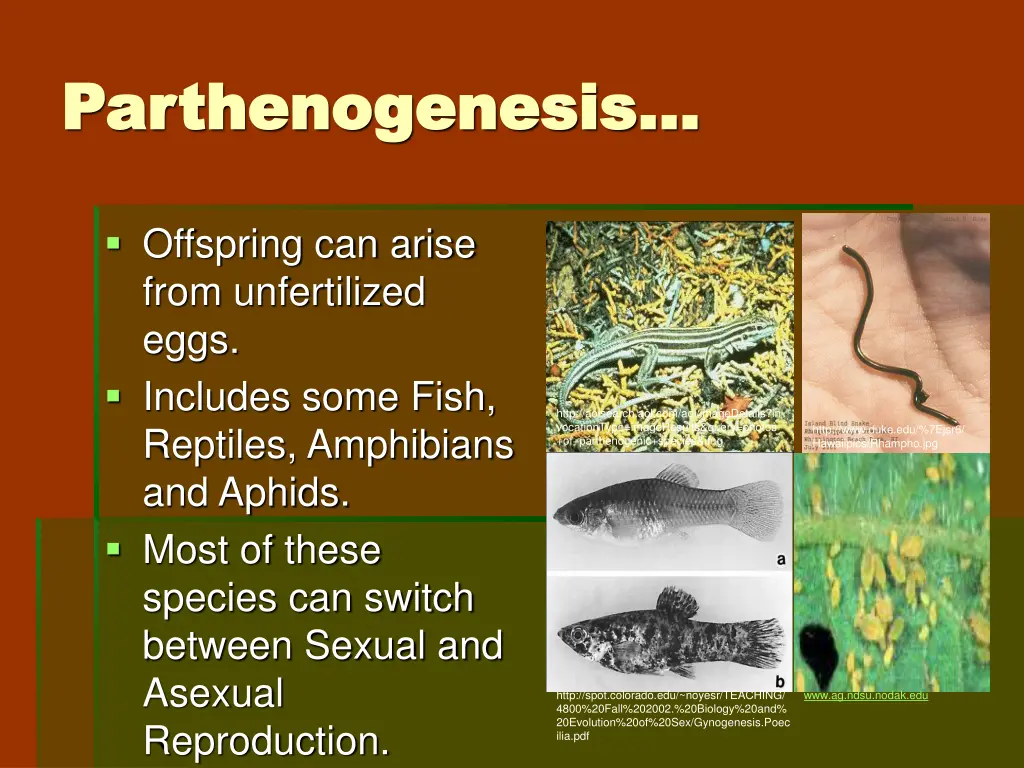 parthenogenesis parthenogenesis