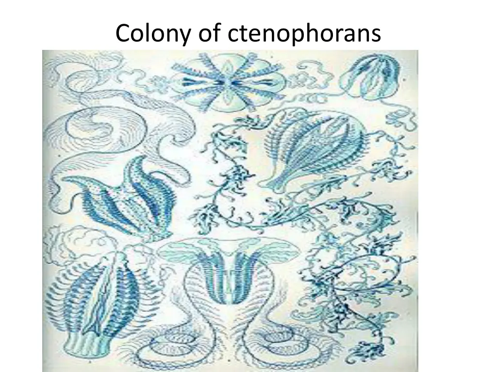 colony of ctenophorans