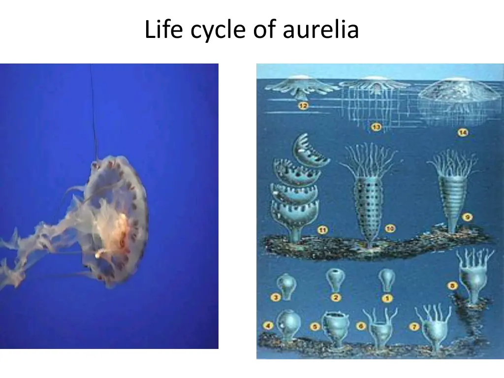life cycle of aurelia