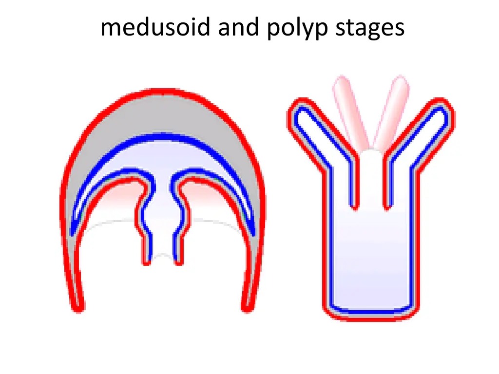 medusoid and polyp stages