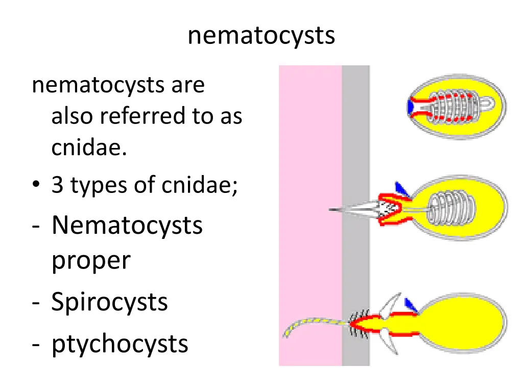 nematocysts