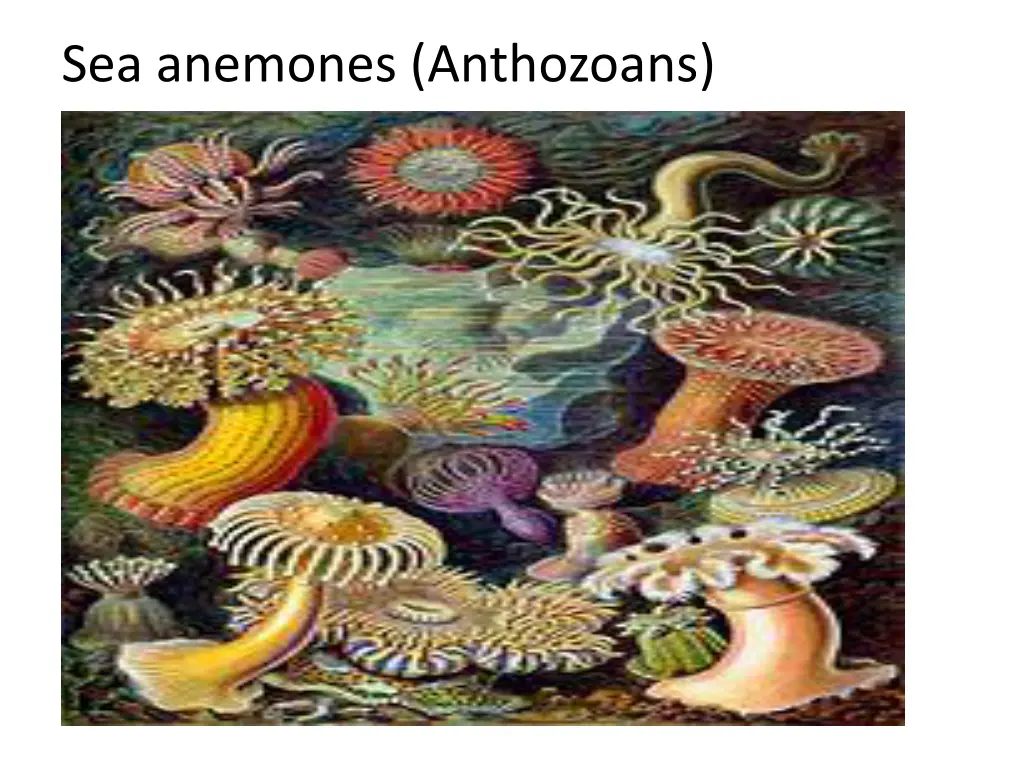 sea anemones anthozoans