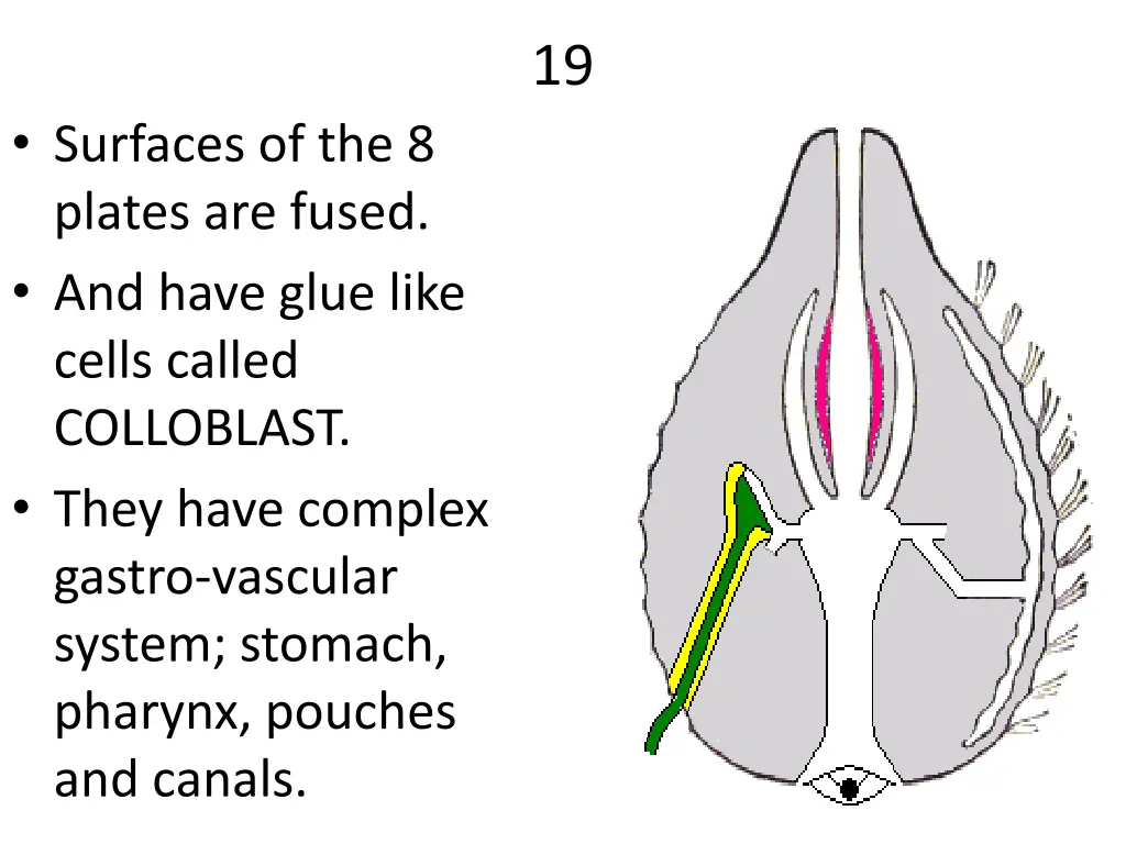 slide19