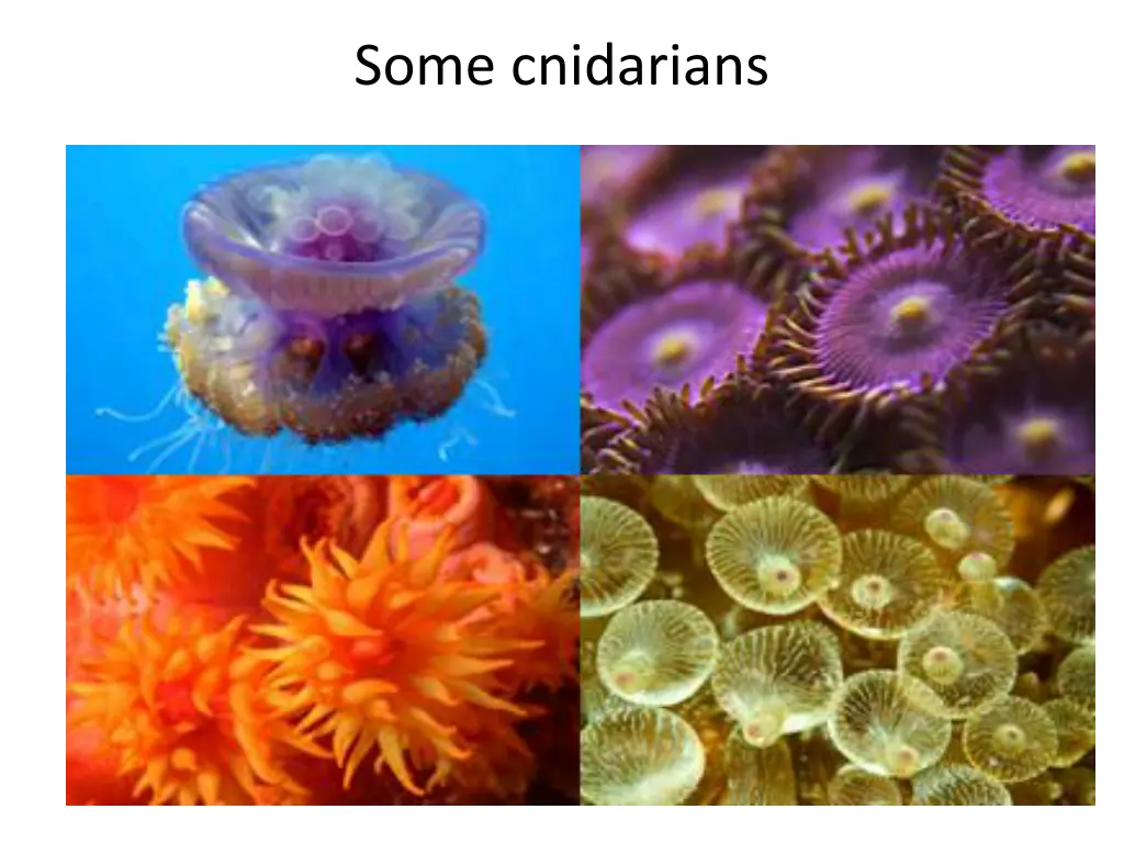 some cnidarians