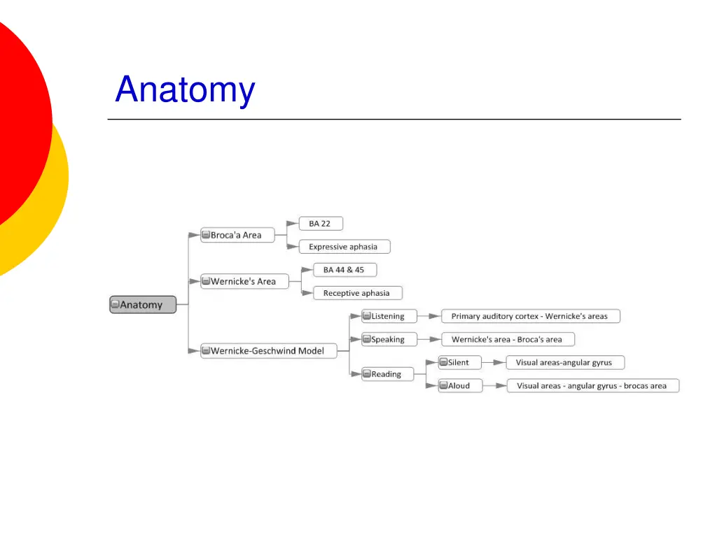 anatomy