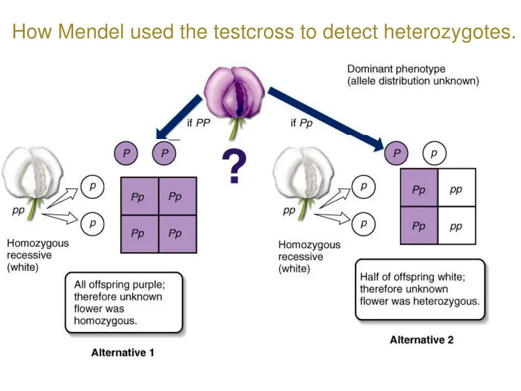 how mendel used the testcross to detect