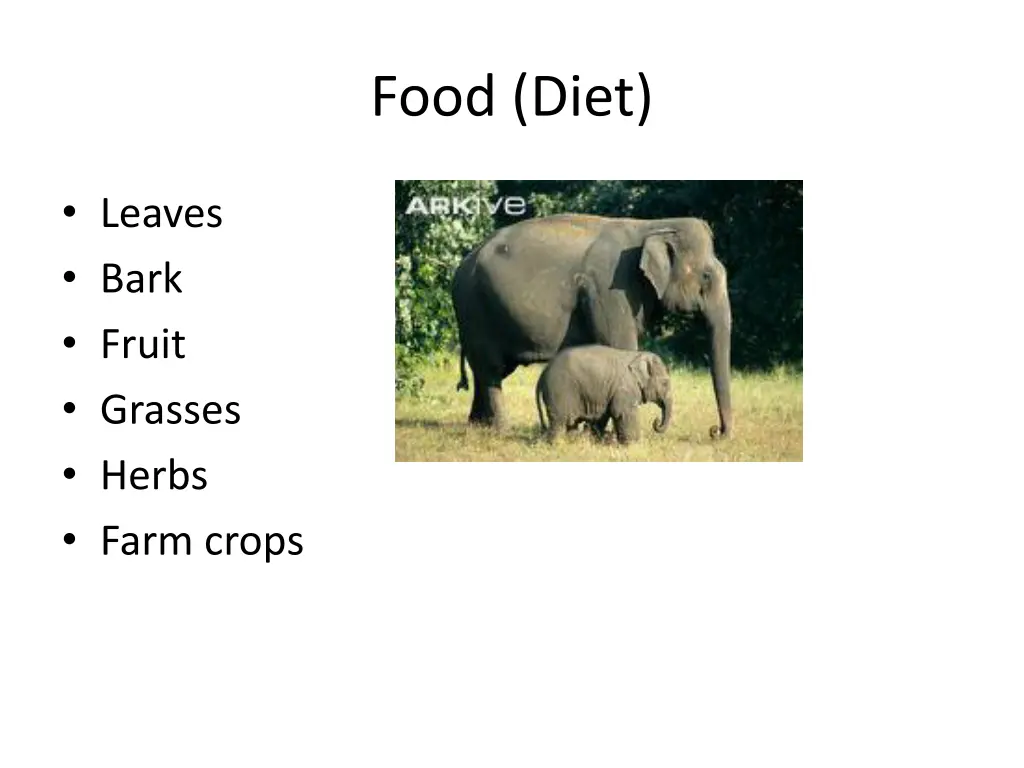 food diet