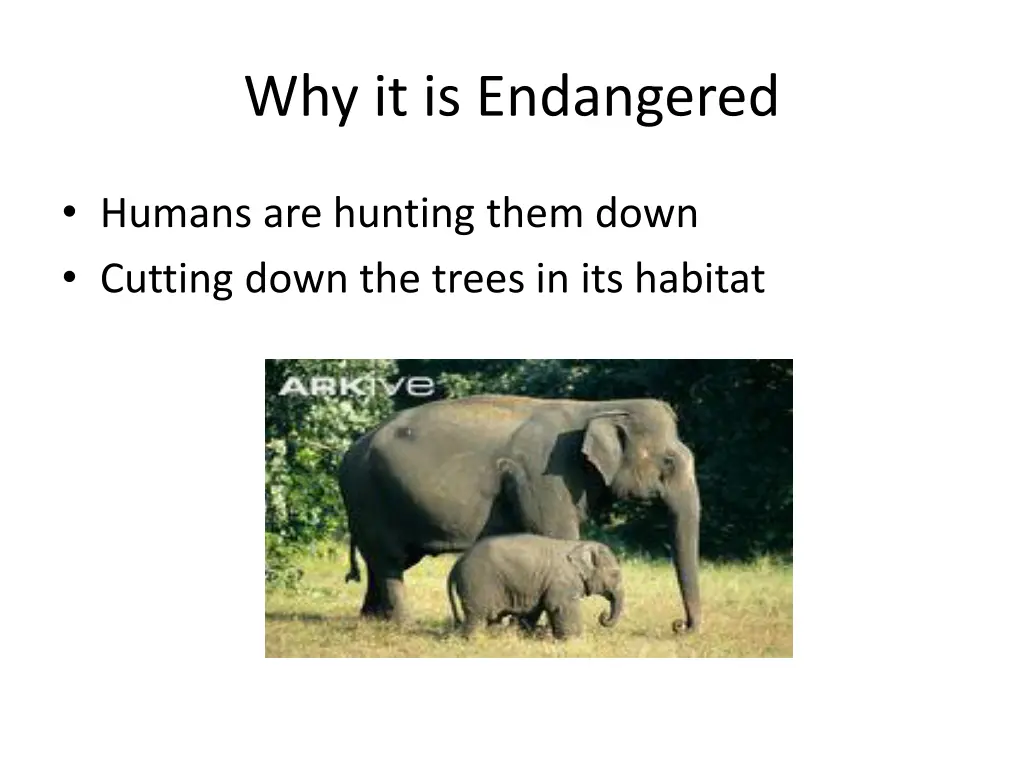 why it is endangered