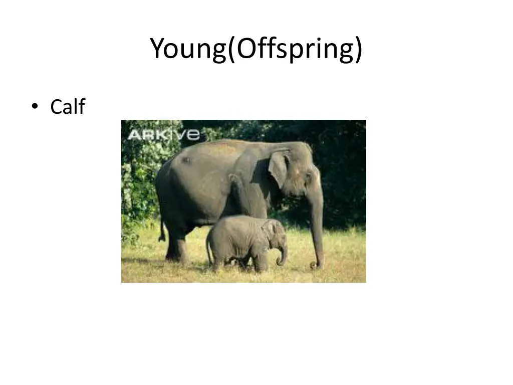 young offspring