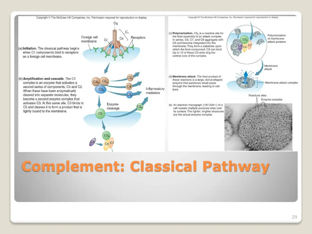 complement classical pathway