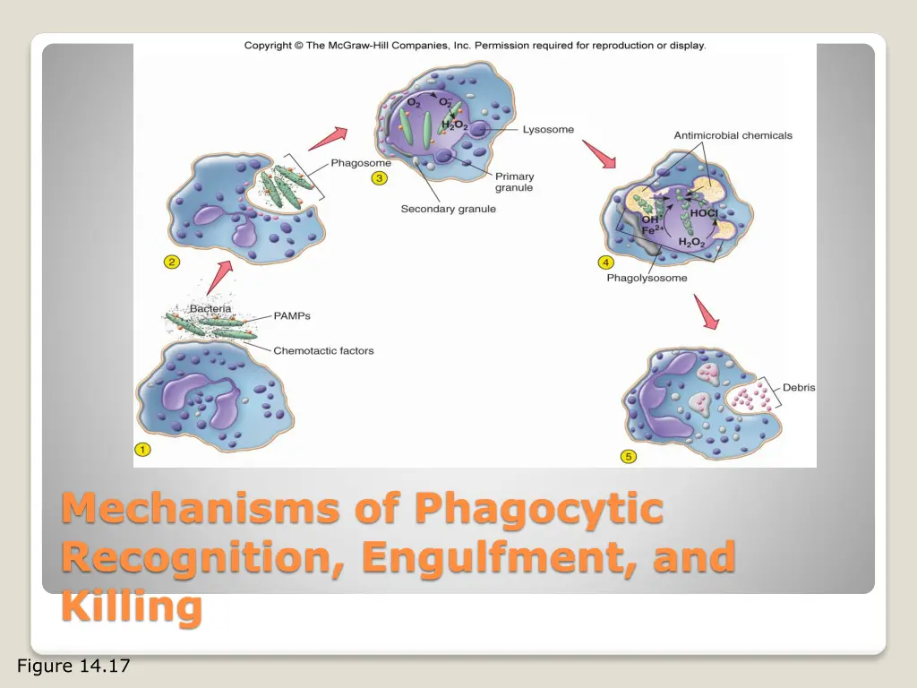 mechanisms of phagocytic recognition engulfment