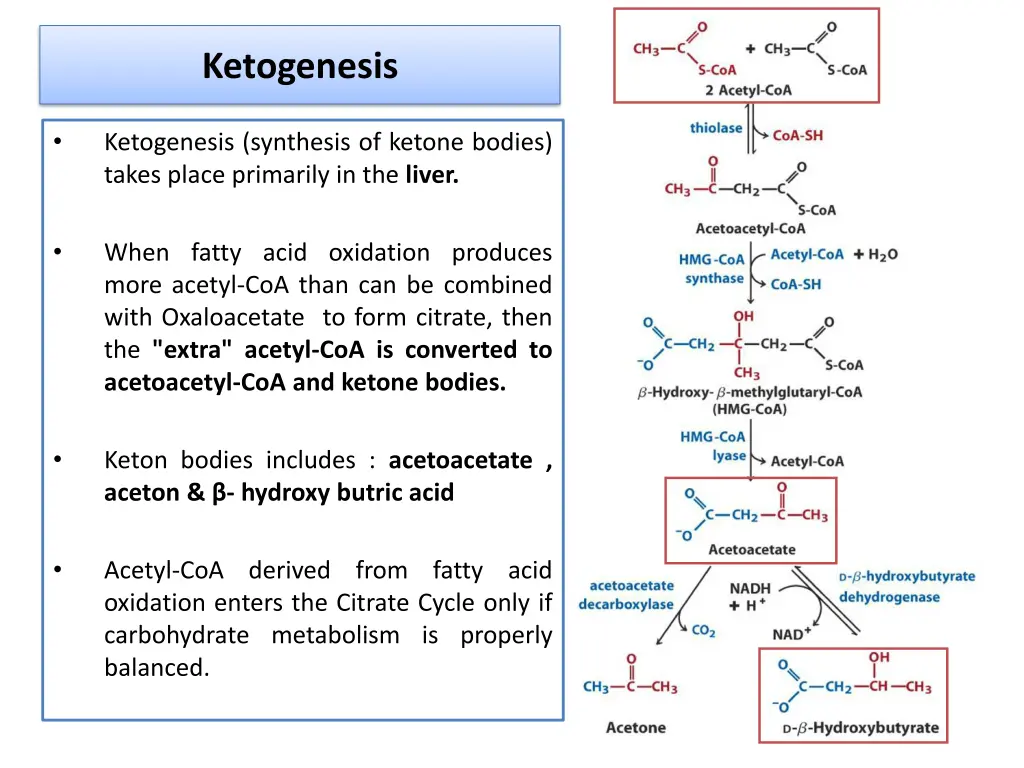ketogenesis