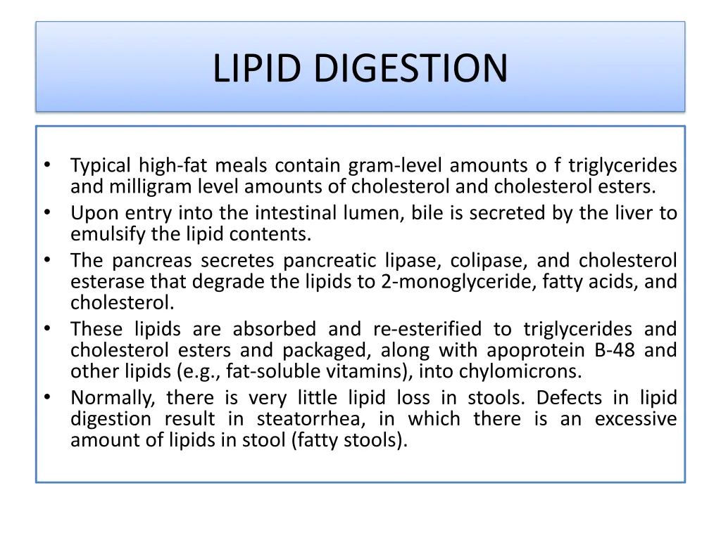 lipid digestion