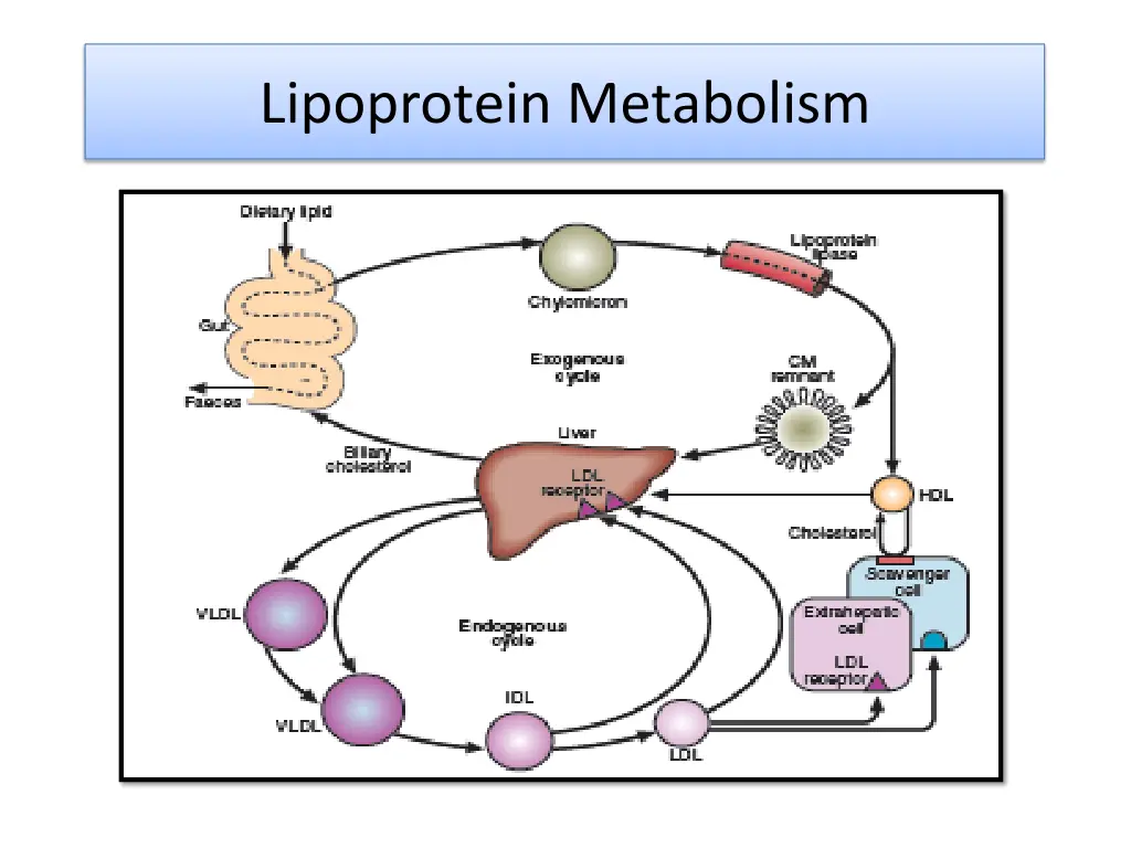 lipoprotein metabolism