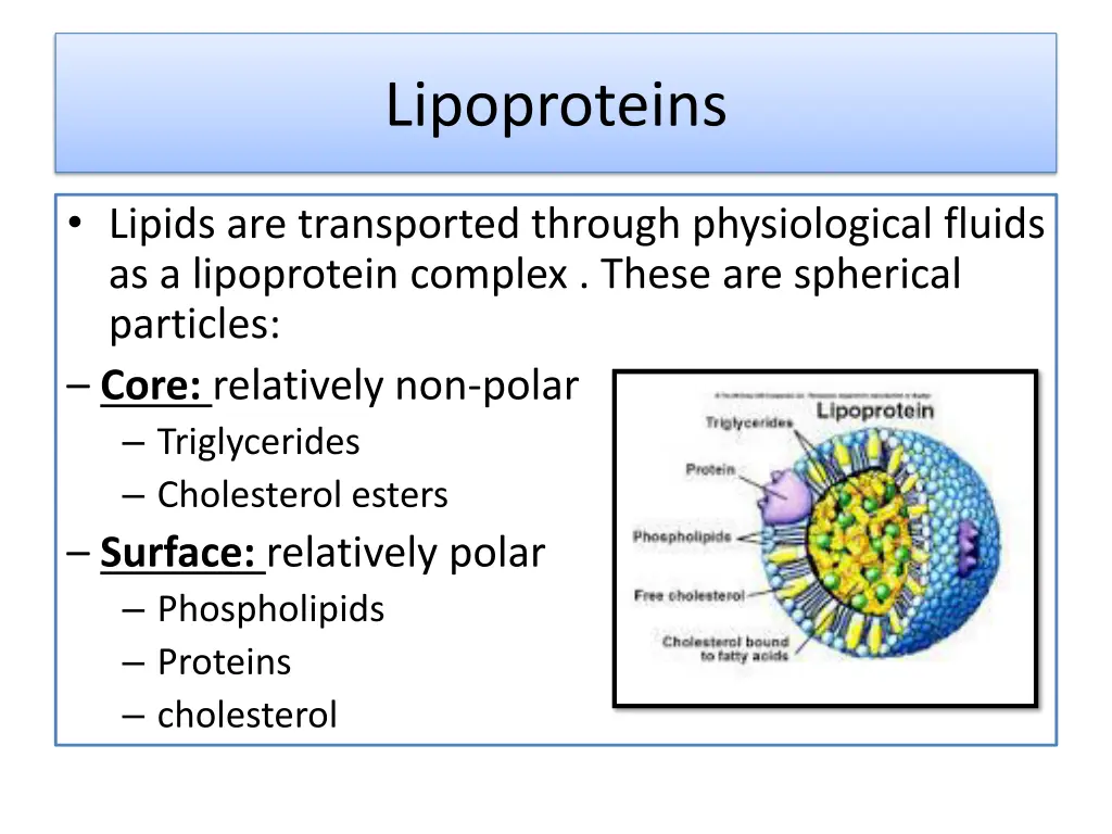 lipoproteins