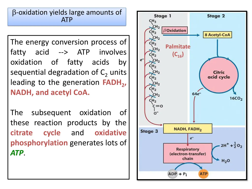 oxidation yields large amounts of atp