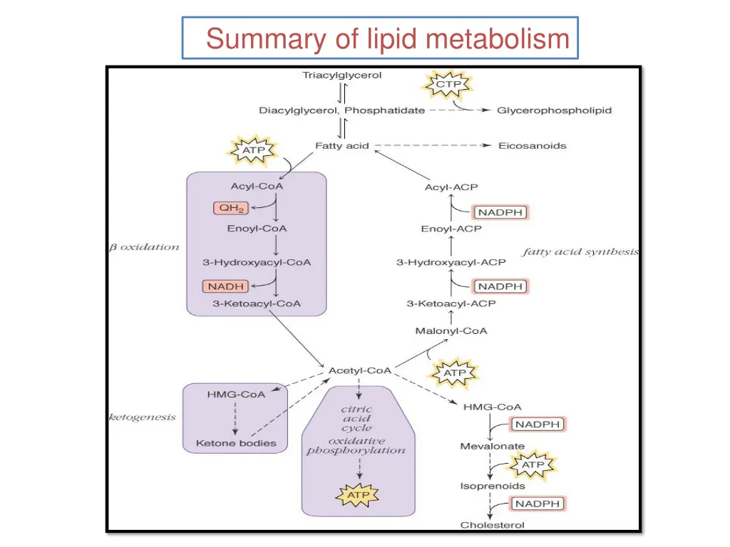 summary of lipid metabolism