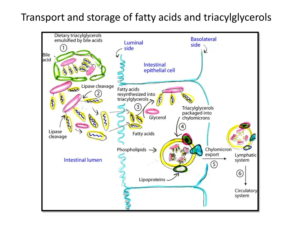 transport and storage of fatty acids