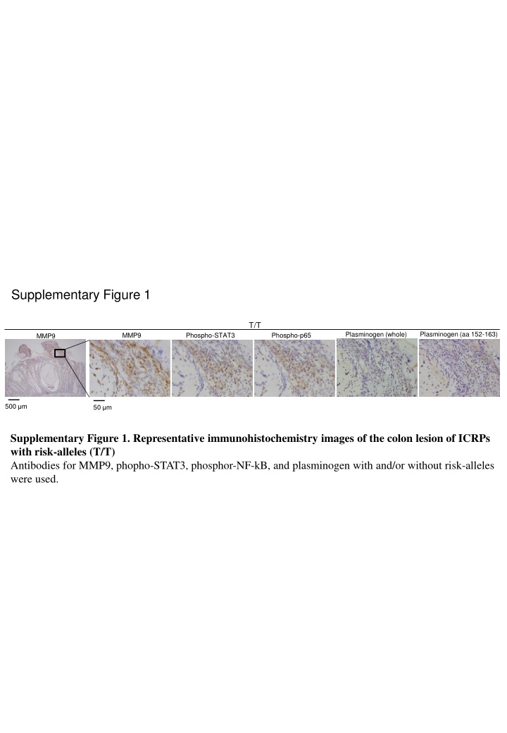 supplementary figure 1