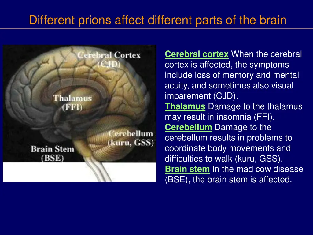 different prions affect different parts