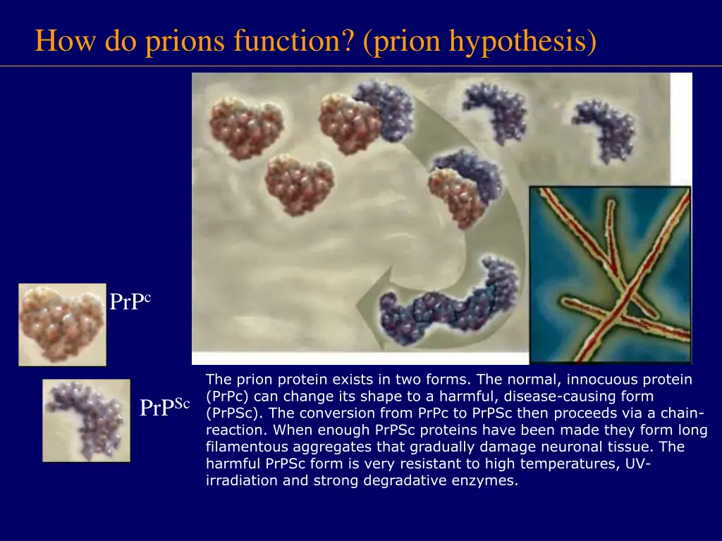 how do prions function prion hypothesis
