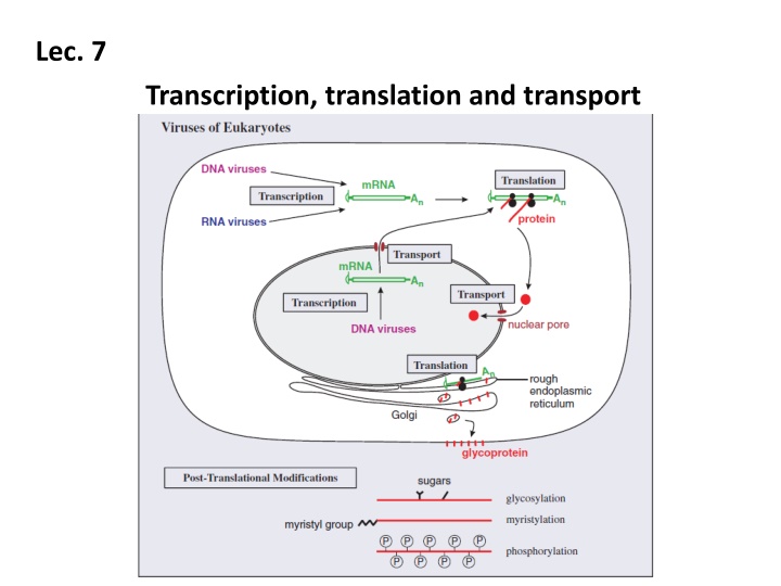 lec 7 transcription translation and transport
