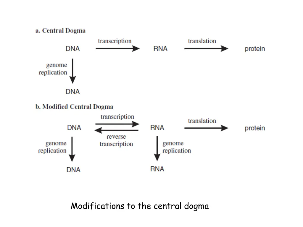 modifications to the central dogma