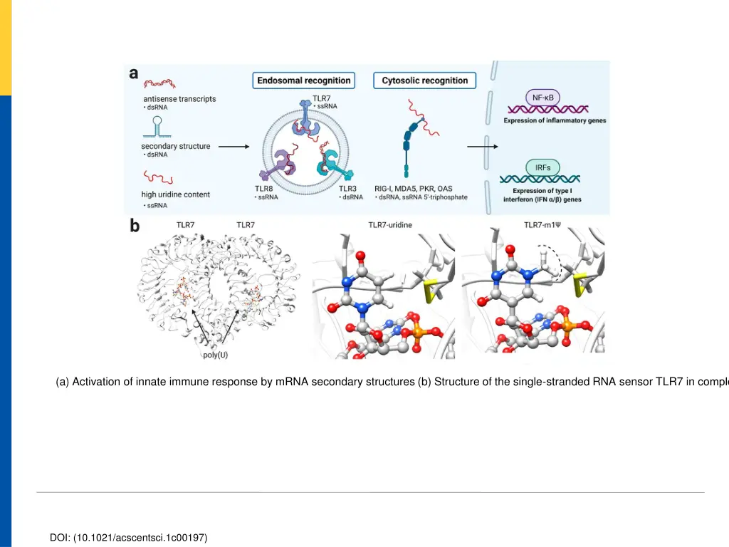 a activation of innate immune response by mrna