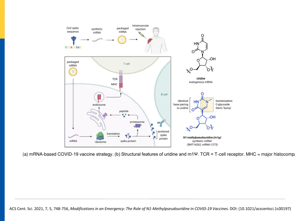 a mrna based covid 19 vaccine strategy