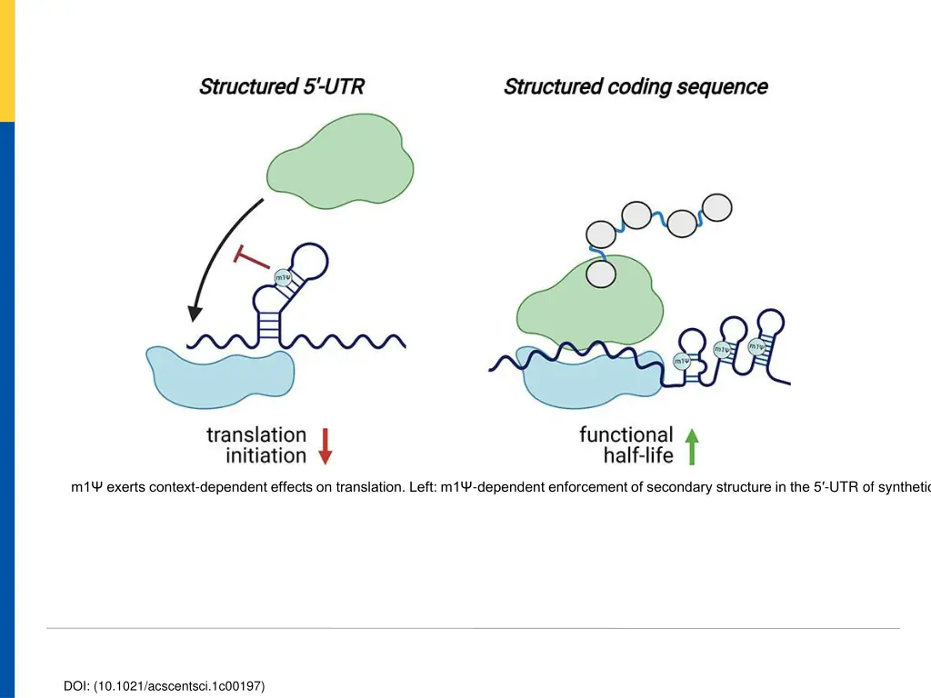 m1 exerts context dependent effects