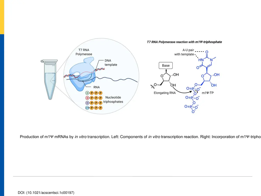 production of m1 mrnas by in vitro transcription