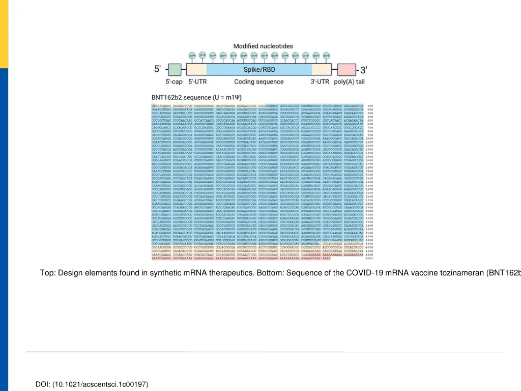 top design elements found in synthetic mrna