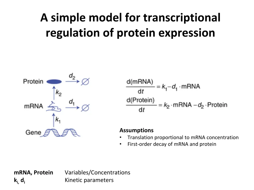 a simple model for transcriptional regulation