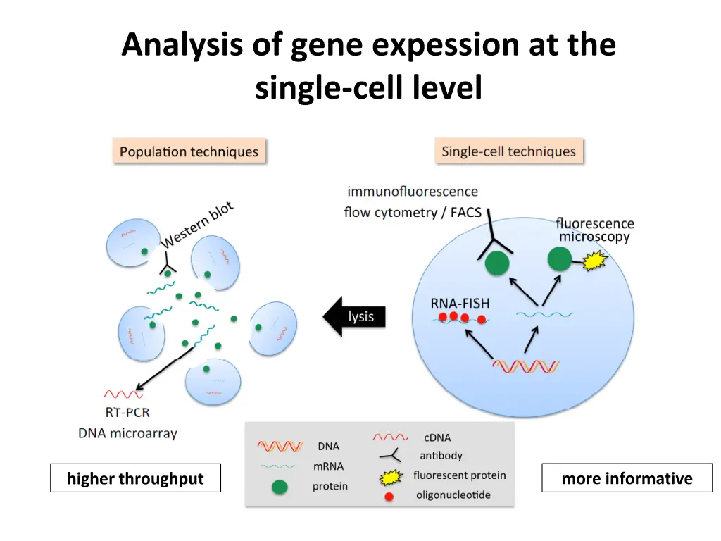 analysis of gene expession at the single cell