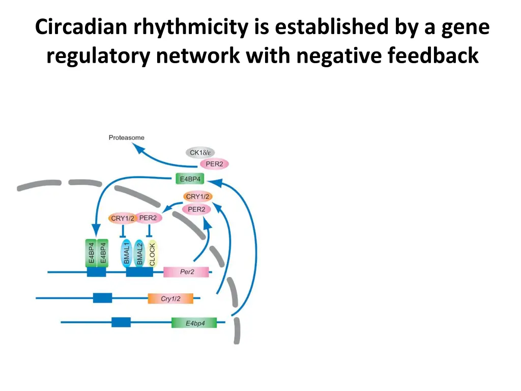 circadian rhythmicity is established by a gene