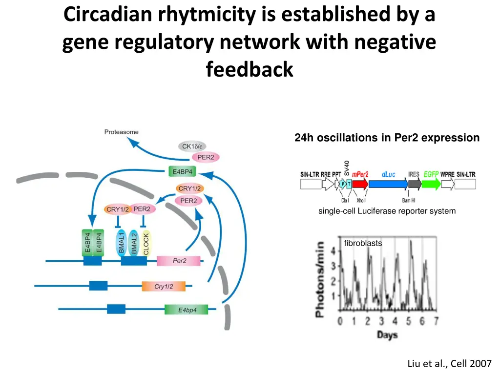 circadian rhytmicity is established by a gene