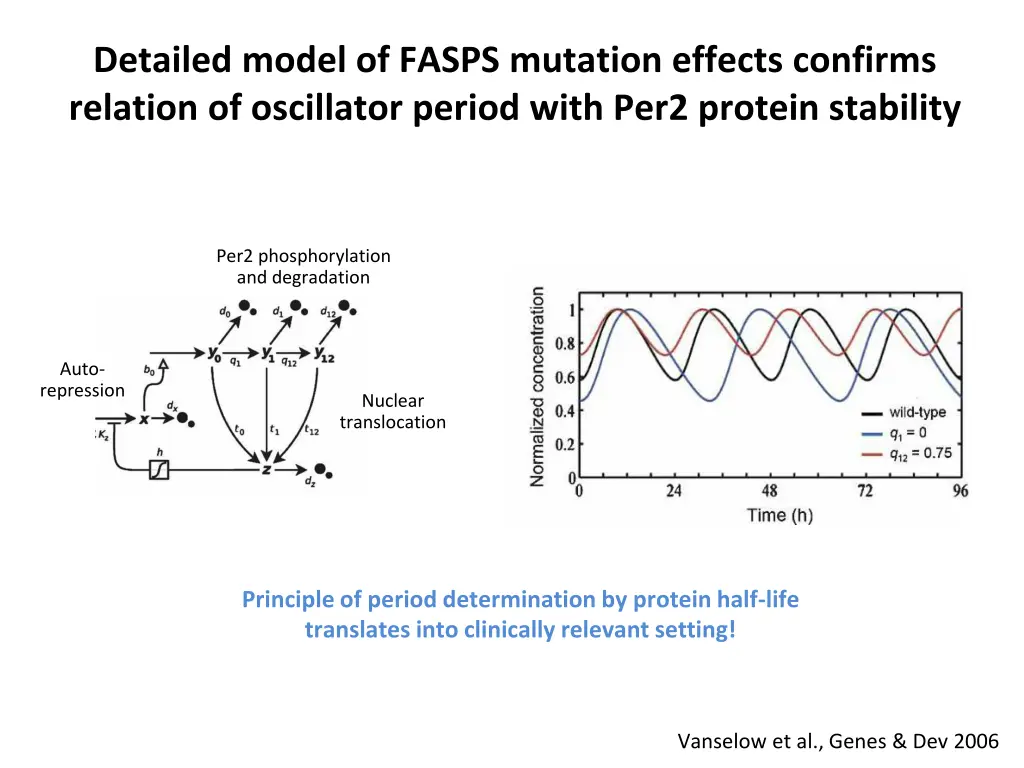detailed model of fasps mutation effects confirms