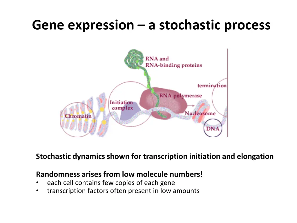 gene expression a stochastic process