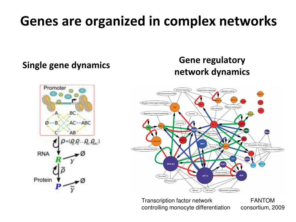 genes are organized in complex networks