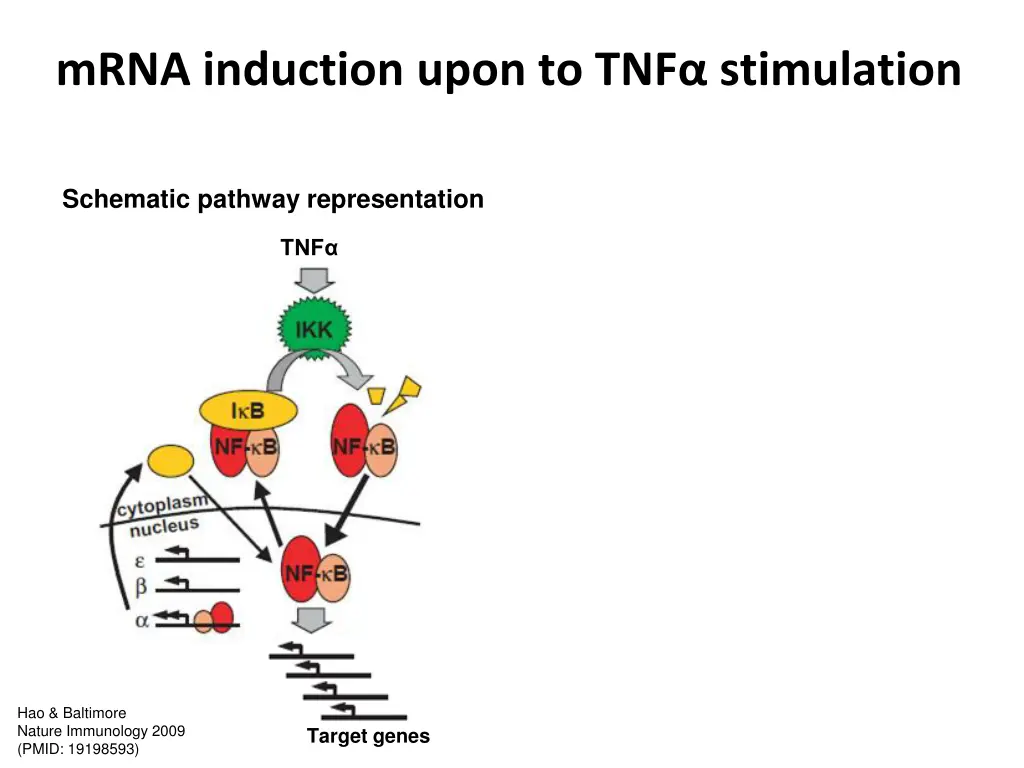 mrna induction upon to tnf stimulation