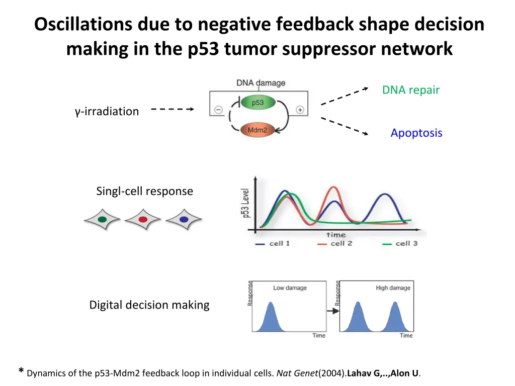 oscillations due to negative feedback shape