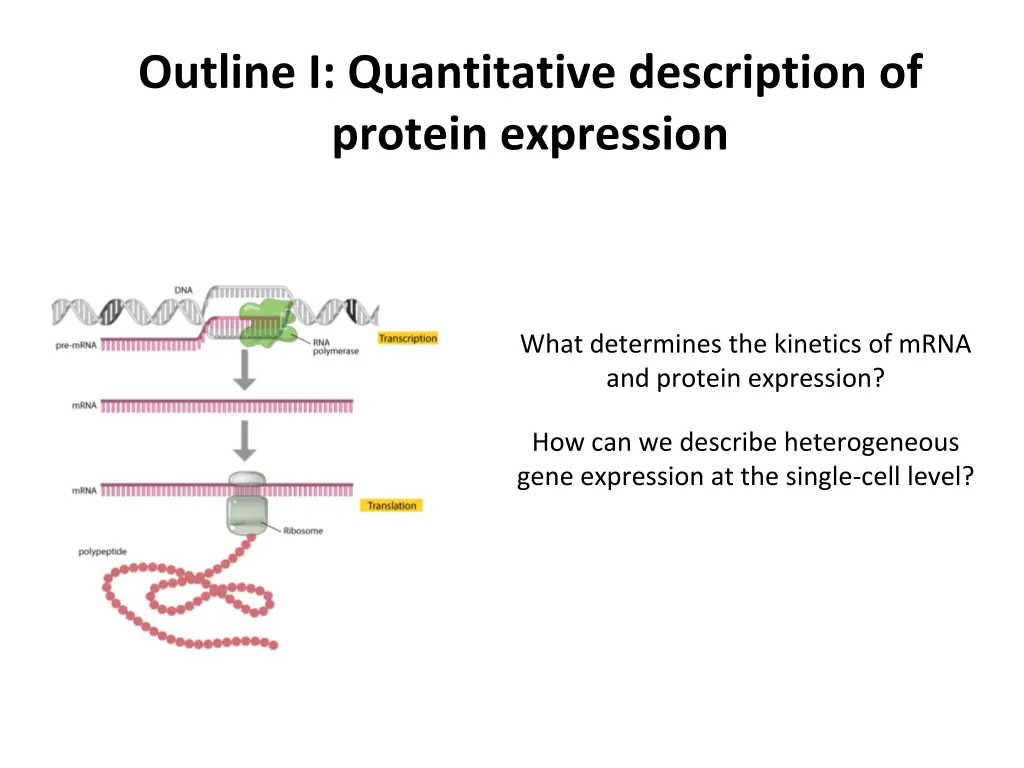 outline i quantitative description of protein