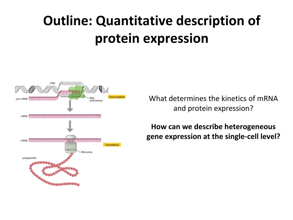 outline quantitative description of protein
