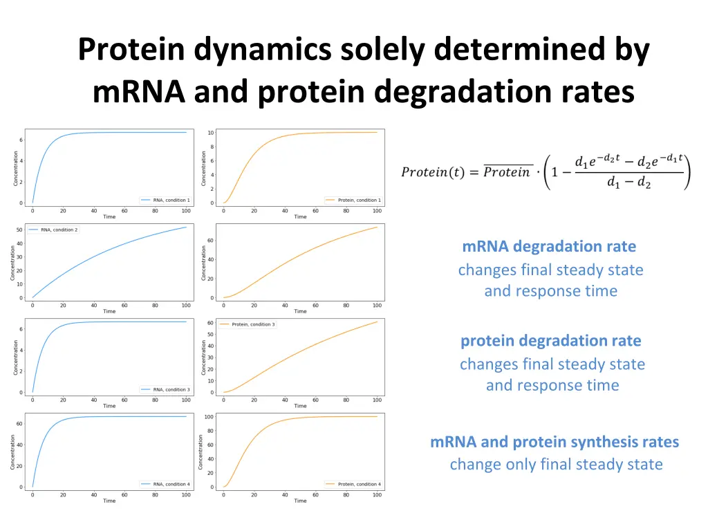 protein dynamics solely determined by mrna
