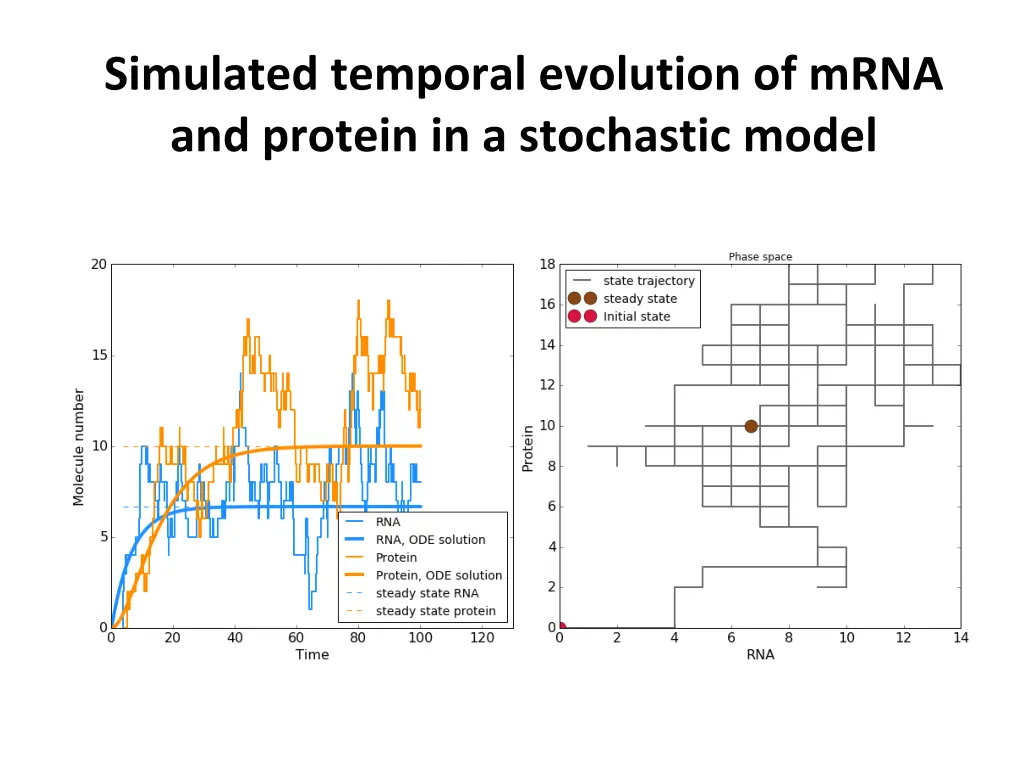 simulated temporal evolution of mrna and protein