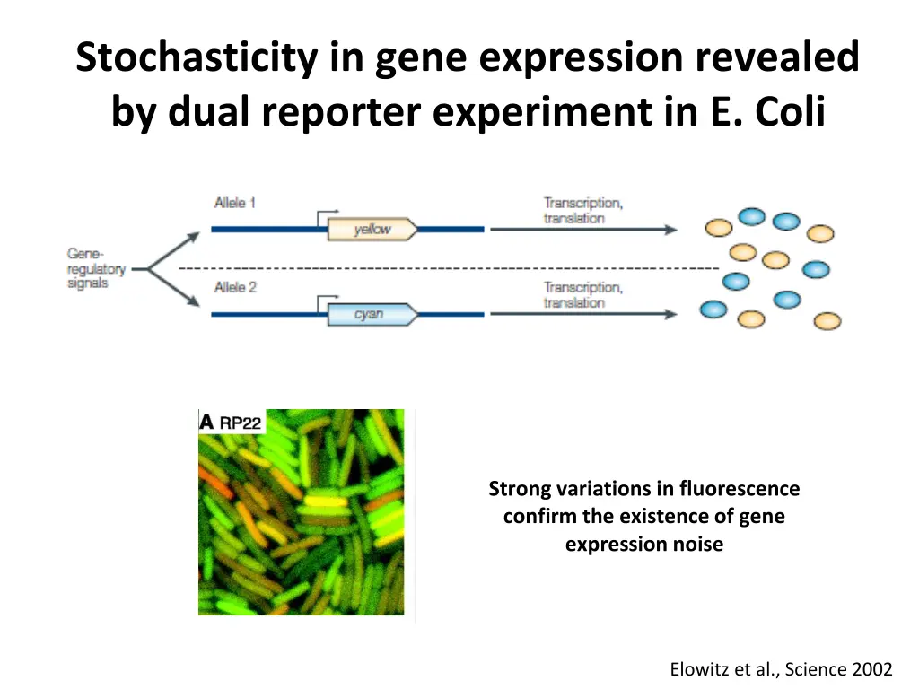 stochasticity in gene expression revealed by dual