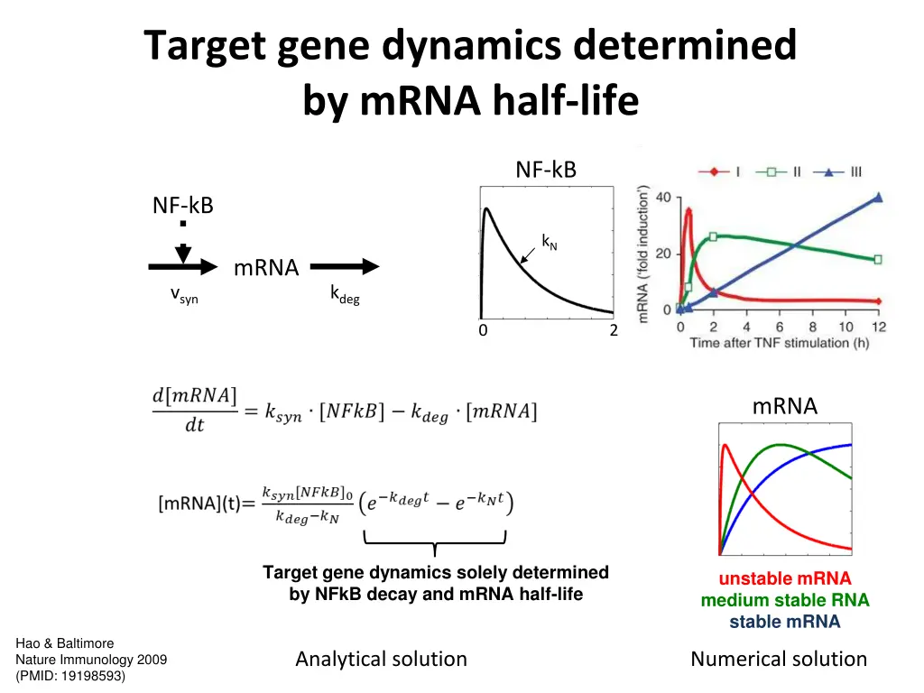 target gene dynamics determined by mrna half life
