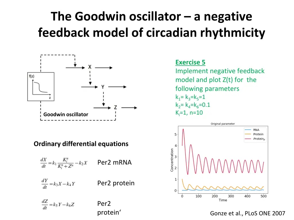 the goodwin oscillator a negative feedback model
